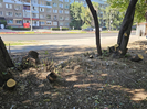В отделе ЖКХ Усть-Каменогорска объяснили вырубку деревьев на бульваре Гагарина